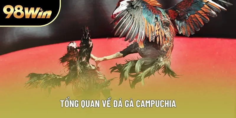 Tổng quan về đá gà Campuchia Tổng quan về đá gà Campuchia
