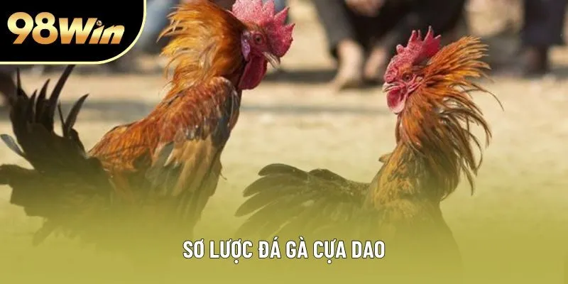 Sơ lược đá gà cựa dao Sơ lược đá gà cựa dao